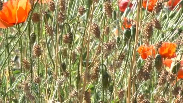 Луговые Травы Красные Маки Растут Цветут Холме Летний Солнечный День — стоковое видео