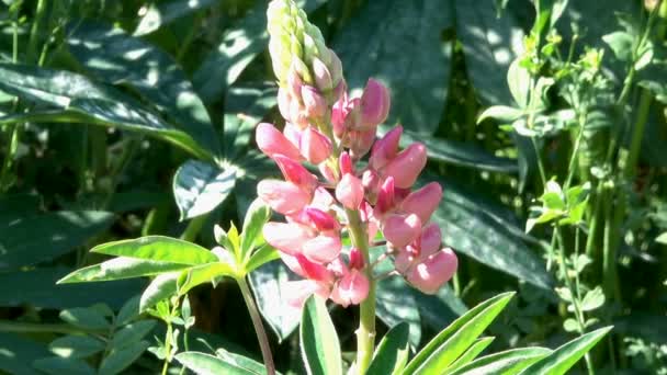 ズームとカメラ効果を持つ夏のクローズ アップのマメ科植物の花の家族からの植物のルピナス属 — ストック動画