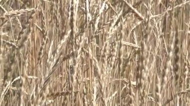 Yaz güneşli bir kamera ve zoom etkisi ile tahıl sarı tahıl bitkilerin sebze arka plan