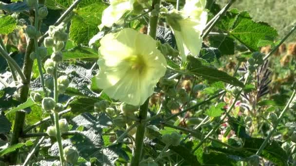 Vegetatieve Achtergrond Uit Blooming Gras Een Zonnige Zomerdag Met Zoom — Stockvideo