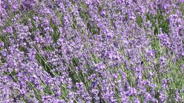 Den Medicinalväxt Lavendel Blommar Botaniska Trädgården Solig Sommardag Med Zoom — Stockvideo