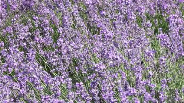 das Heilkraut Lavendel blüht im Botanischen Garten an einem sonnigen Sommertag mit Zoom- und Kameraeffekt