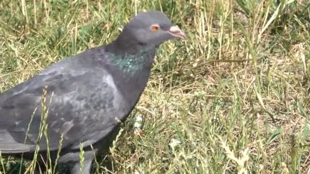 City Pigeon Graze Grassy Lawn Pecking Plant Seeds Close Sunny — Stock Video