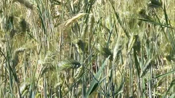 Fondo Vegetal Cereales Amarillos Plantas Cereales Día Soleado Verano Con — Vídeos de Stock