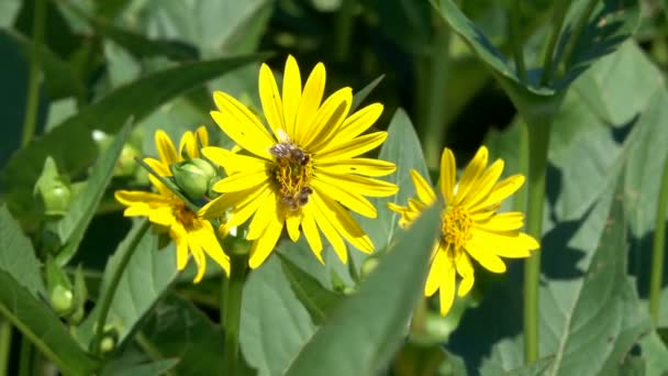 Vegetativt Bakgrund Från Blommande Gräs Solig Sommardag Med Zoom Och — Stockvideo