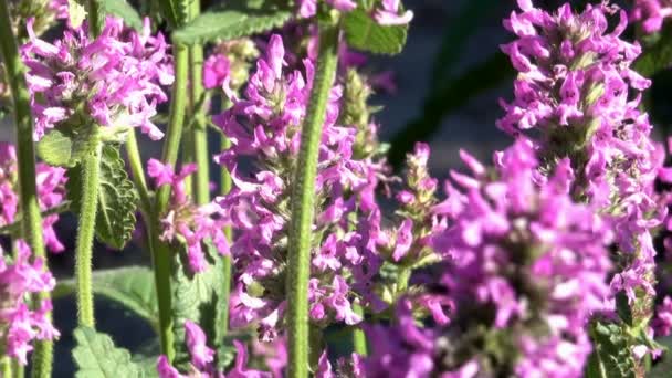 Vegetatieve Achtergrond Uit Blooming Gras Een Zonnige Zomerdag Met Zoom — Stockvideo