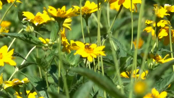夏季阳光明媚的一天 从盛开的草地上的营养背景与变焦和相机效果 — 图库视频影像