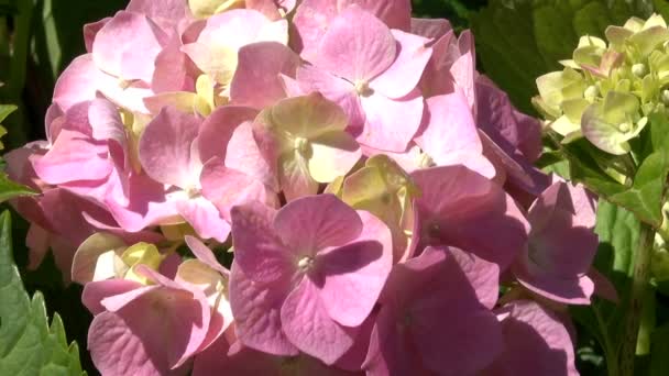 Vegetativt Bakgrund Från Blommande Hortensia Treelike Bush Solig Sommardag Med — Stockvideo