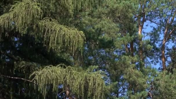 ズームとカメラ効果を持つ青空背景映像に対して明るく 日当たりの良い夏の日の混交林の松 — ストック動画