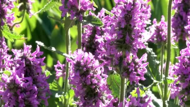 Vegetativní Pozadí Kvetoucí Trávy Letní Slunečný Den Efektem Zoom Fotoaparát — Stock video