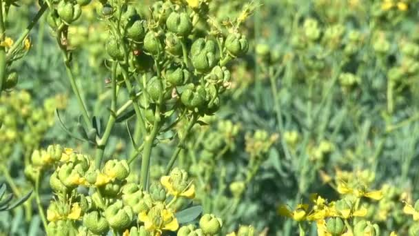 Vegetativt Bakgrund Från Blommande Gräs Solig Sommardag Med Zoom Och — Stockvideo