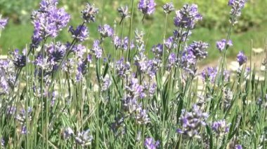 Çiçek açan otların arasında bir yaz güneşli gün ve kamera zoom etkisi ile bitkisel kökenli