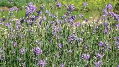 Güneşli bir yaz çiçeklenme yararlı tıbbi ve dekoratif otsu bitkiler bitkisel kökenli