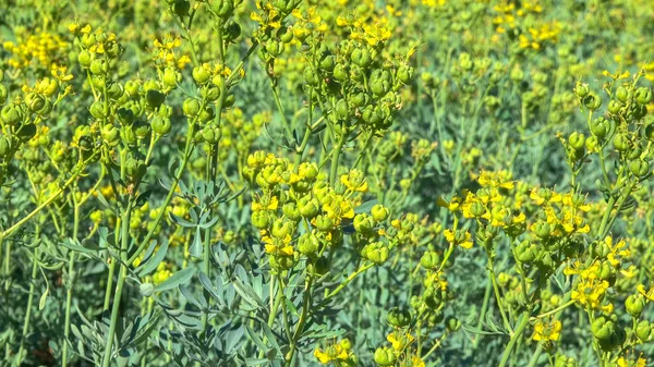 夏の晴れた日に咲く有用な薬効があり 装飾的な草本植物から植物の背景 — ストック写真