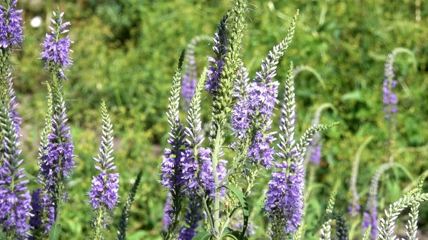 Fundo Vegetativo Florescer Plantas Herbáceas Medicinais Decorativas Úteis Dia Ensolarado — Fotografia de Stock