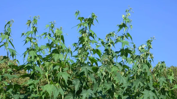 Fondo Vegetativo Floración Útiles Plantas Herbáceas Medicinales Decorativas Día Soleado —  Fotos de Stock