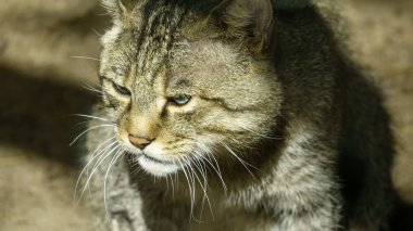 Vahşi orman Karpat kedi closeup yere yatıyor