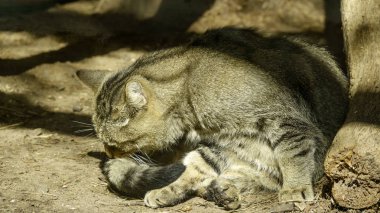 Vahşi orman Karpat kedi closeup yere yatıyor