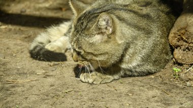 Vahşi orman Karpat kedi closeup yere yatıyor