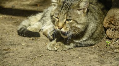 Vahşi orman Karpat kedi closeup yere yatıyor
