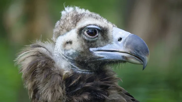 Oiseaux Prédateurs Charognard Vautour Gros Plan Sur Fond Vert — Photo