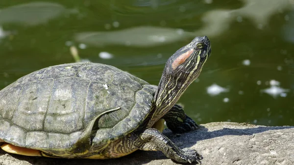 Rivier Schildpad Close Een Groene Achtergrond — Stockfoto