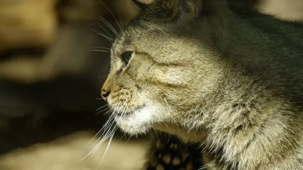 Erdei Macska Closeup Kárpát Földön Fekszik — Stock Fotó