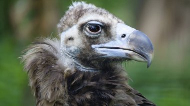 Yırtıcı kuş çöpçü akbaba closeup yeşil bir arka plan üzerinde