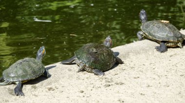 Nehir kaplumbağa closeup yeşil bir arka plan üzerinde