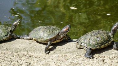 Nehir kaplumbağa closeup yeşil bir arka plan üzerinde