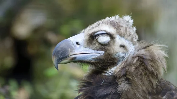 Raubvogel Aasgeier Nahaufnahme Auf Grünem Hintergrund — Stockfoto