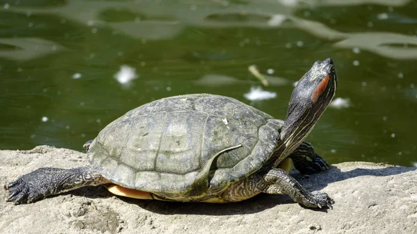 Rivier Schildpad Close Een Groene Achtergrond — Stockfoto