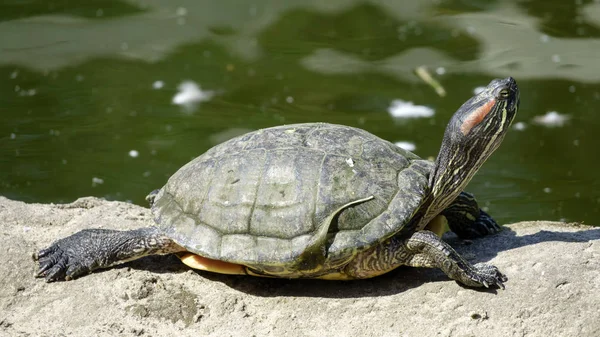 Речная Черепаха Крупным Планом Зеленом Фоне — стоковое фото