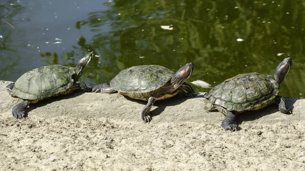 River turtle closeup on a green background