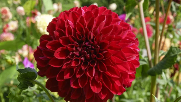 Ярко Красный Цветок Георгины Крупным Планом Растительный Фон — стоковое фото