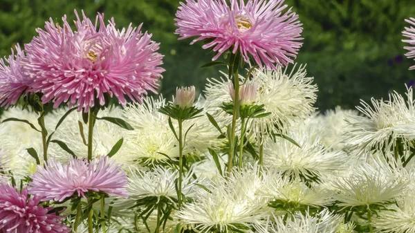 Flores Blancas Brillantes Aster Primer Plano Fondo Flora —  Fotos de Stock