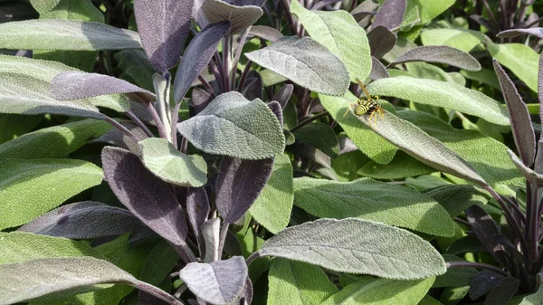 Brotes Jóvenes Hojas Una Planta Salvia Primer Plano Fondo Floral —  Fotos de Stock