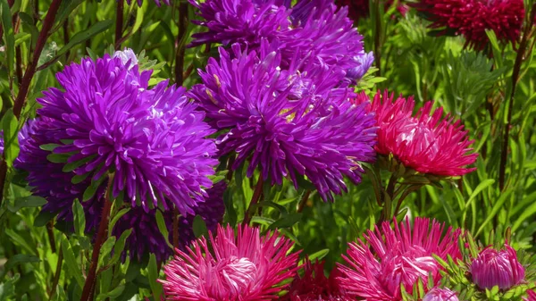 Violeta Brillante Flores Rojas Aster Primer Plano Fondo Flora —  Fotos de Stock