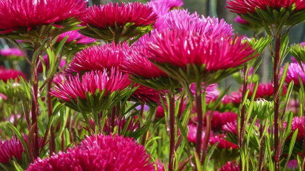 Brilhante Vermelho Flor Astros Closeup Flora Fundo — Fotografia de Stock