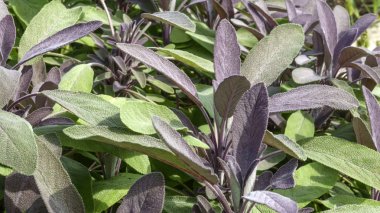 Genç lahanası ve doğal çiçek arka plan bir adaçayı bitki close-up bırakır