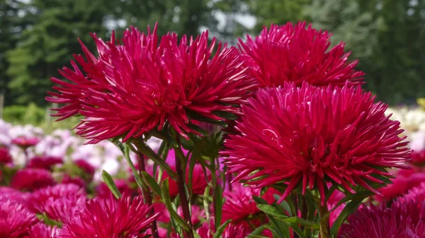 Flores Rojas Brillantes Aster Primer Plano Fondo Flora —  Fotos de Stock