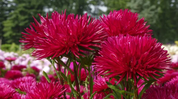 Brilhante Vermelho Flor Astros Closeup Flora Fundo — Fotografia de Stock