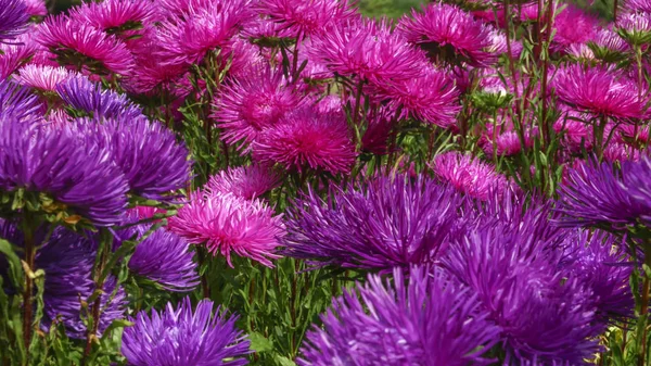 Brilhante Violeta Vermelho Flor Astros Closeup Flora Fundo — Fotografia de Stock