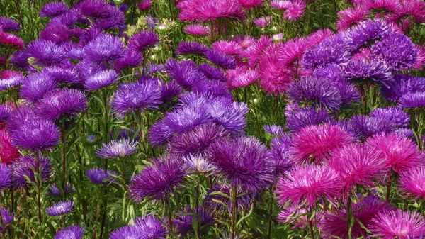 Fényes Lila Virágágyások Közelkép Flóra Háttér — Stock Fotó