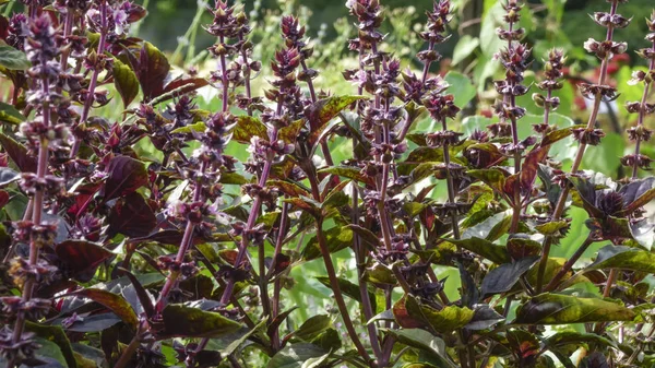 Hierba Picante Albahaca Fragante Ordinario Gárgola Alcanfor Flores Primer Plano — Foto de Stock