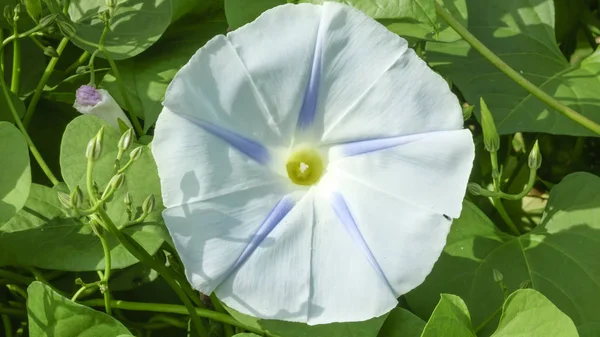 Summer Blue Flower Bindweed Closeup Background Green Leaves Bright Sunny — Stock Photo, Image