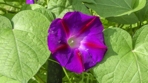 Summer Violet Flower Bindweed Closeup Background Green Leaves Bright Sunny — Stock Photo, Image