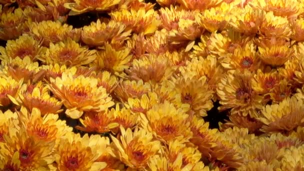 美丽的花卉地毯特写镜头电脑保护程序从盛开的菊花过渡到变焦和移动相机的效果 — 图库视频影像