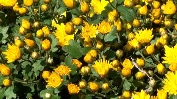 Hermosa Alfombra Floral Primer Plano Ahorro Computadora Transición Crisantemos Florecientes — Vídeos de Stock