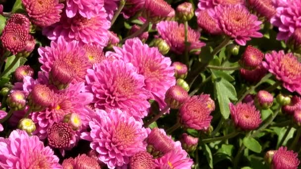 Prachtige Bloemen Tapijt Close Computer Saver Overgang Van Bloeiende Chrysanten — Stockvideo